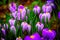 Blooming crocus flowers macro