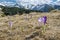 Blooming crocus flowers, Western Tatras mountains, Slovakia