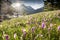 Blooming crocuses