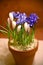 Blooming crocuses and irises in a terracotta planter