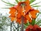 Blooming crown imperial in spring garden. Crown imperial fritillary Fritillaria imperialis flowers.