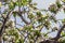 Blooming crown of the old Apple tree