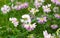 Blooming crown vetches, purple wildflowers