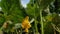 Blooming cucumber. garden business. yellow flowers of cucumbers bloom on bush. flowering cucumbers grown in open ground. plantatio