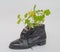 A blooming cucumber sprout in a black shoe, a cucumber growing in an officer`s boots, on a white background, a plant in a shoe, a