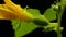 Blooming cucumber timelapse. vegetable grows on flowering bush. Growing cucumbers in greenhouses. garden business