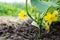 Blooming cucumberâ€™s plants and tiny sprouts growing in the farmerâ€˜s field in rows in springtime