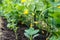 Blooming cucumberâ€™s plants and tiny sprouts growing in the farmerâ€˜s field in rows in springtime