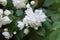 Blooming cultivar hybrid mock-orange Philadelphus  virginalis `Snowbelle`