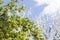 Blooming currant and blooming plum tree against bright sky.Concept of warm spring time