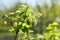 Blooming currant plants in a spring garden.