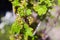 Blooming currant plants in a spring garden.