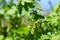 Blooming currant plants in a spring garden.