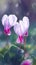 Blooming cyclamen flowers with drops of water close-up background. Floral wallpaper.