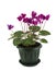 Blooming cyclamen in a green pot on white background