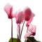 Blooming cyclamen on a white background.