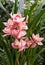 Blooming cymbidium orchid lat.- Cymbidium