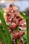 Blooming cymbidium orchid lat.- Cymbidium
