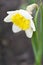 Blooming daffodil closeup