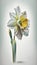 Blooming Daffodil: A Delicate and Joyful Watercolor Painting