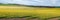 Blooming daffodil field in spring near Aberdeen in North East Scotland