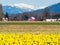 Blooming daffodil fields in Washington state