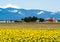 Blooming daffodil fields in Washington state, USA