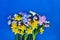 Blooming daffodils, hyacinth and freesia flowers