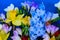 Blooming daffodils, hyacinth and freesia flowers