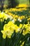 Blooming daffodils in spring park