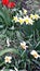 Blooming daffodils. White and yellow flowers in a home spring flower bed.