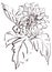 blooming dahlia, black and white drawing, botanical sketch