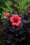 Blooming dahlia of the `Dahlegria Tricolore` variety - salmon-rose and lilac pink flowers with a deep red centre