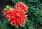 Blooming dahlia of the `Show N Tell` variety Dinner Plate type in the garden. Semi-cactus dahlia with showy  blooms in red and