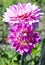 Blooming Dahlia varieties