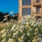 Blooming daisies on the background of the Villa. Rural properties.