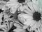 Blooming Daisies Wallpaper Black and White