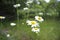 Blooming daisies, white with yellow flower, annual
