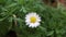 Blooming daisy flower in the nature