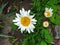 Blooming daisy in the garden. Chamomile flower. Top view, close up