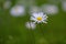 Blooming daisy in the green lawn, weed or beautiful flower, close up shot with copy space, very narrow depth of field