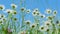 Blooming daisy and pink clover wild flowers with clear brilliant blue sky cloudless background. Nature and ecology