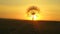 Blooming dandelion flower in man hand at sunrise. Close-up. Dandelion in the field on the background of a beautiful