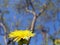 Blooming dandelion flower. Spring season meadow plants closeup . Taraxacum plant flowers. Floral backdrop. Spring medicinal herbs