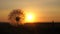 Blooming dandelion flower at sunrise. close-up. Dandelion in the field on the background of a beautiful sunset. fluffy