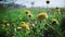 blooming dandelion flowers in park