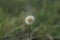 Blooming dandelion on the meadow