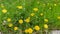 Blooming dandelion among the various grass on glade in springtime