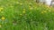 Blooming dandelion among the various grass on glade in springtime