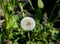 Blooming dandelion white ball of fluff in the meadow sun seeds shatter when the wind blows